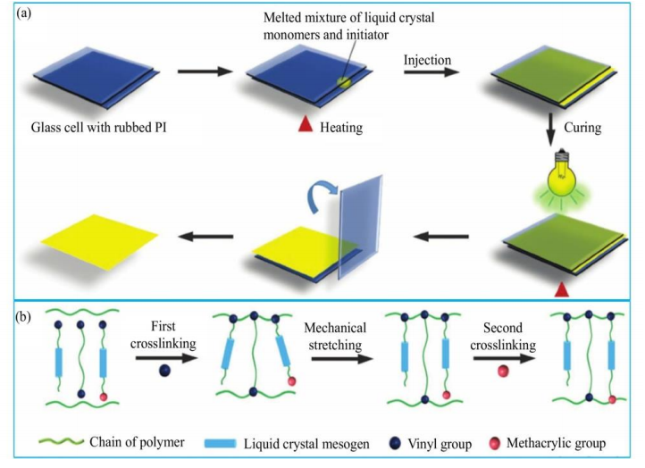 Liquid crystal elastomers